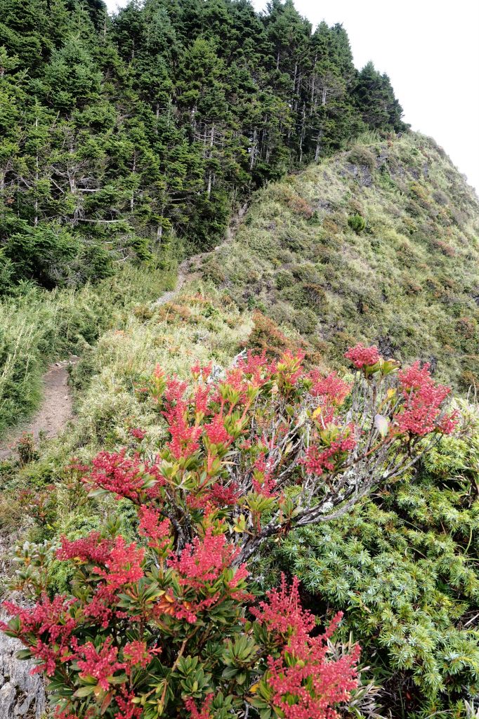 桃山獨走初秋_175060