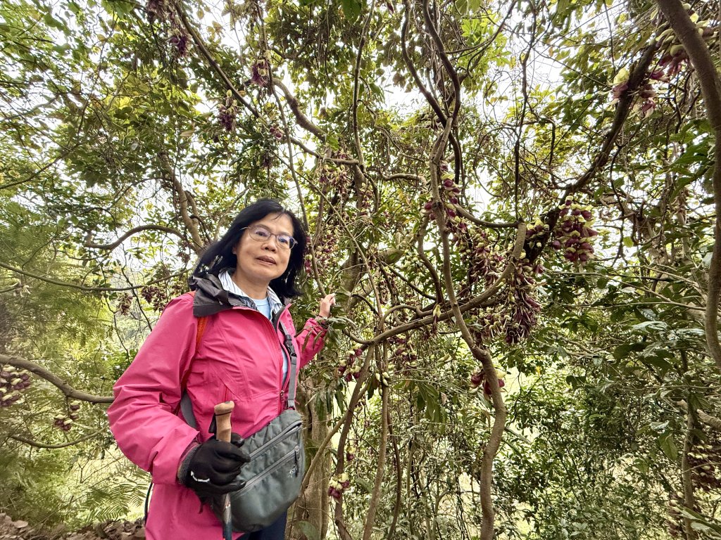 王功坑山藤花_2748116