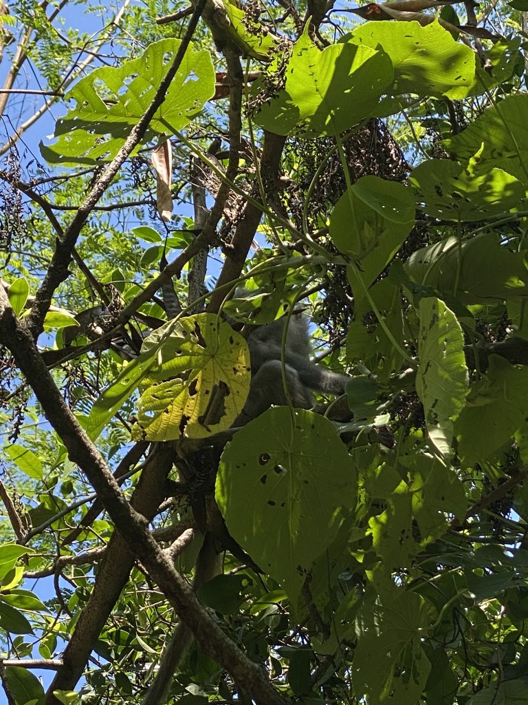 20240803北柴山登山步道(北壽山)_2567006