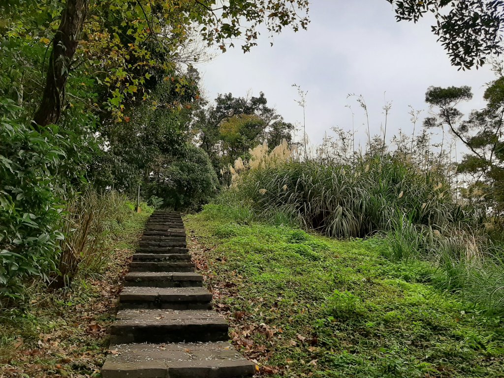 臺北大縱走7：家鄉的茶園開滿花 閃閃的淚光魯冰花_822100