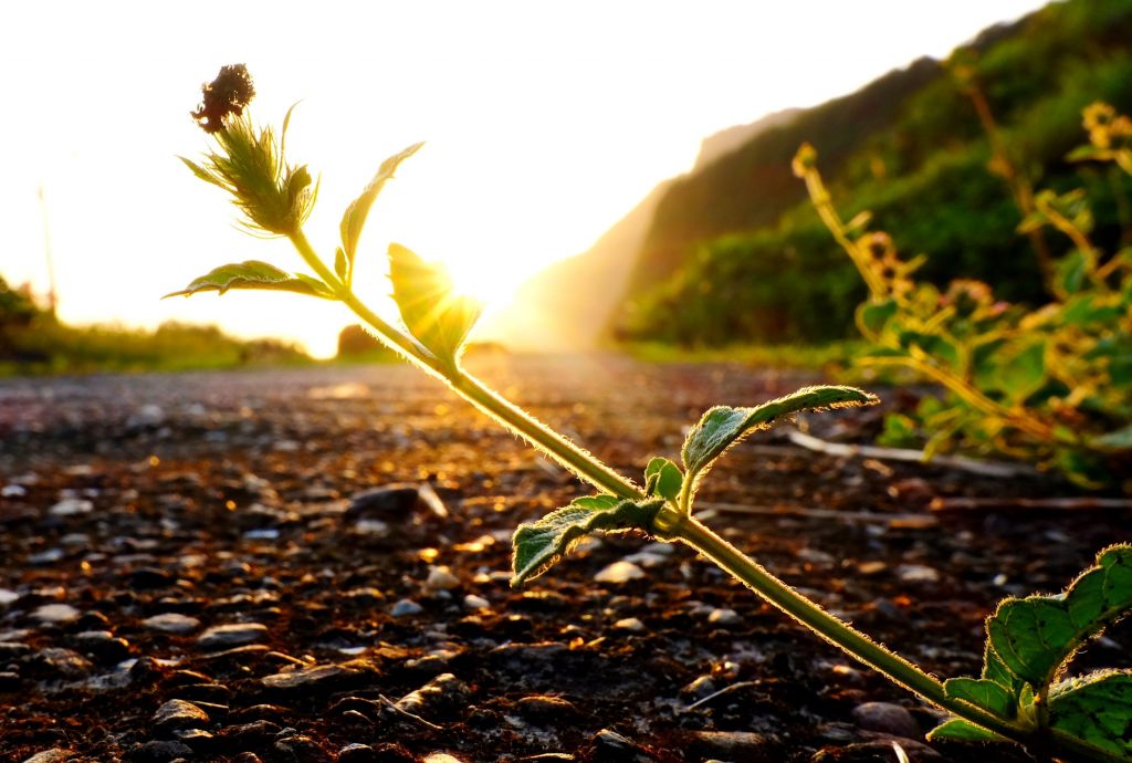 瑞芳小錐麓步道探索之旅_303611