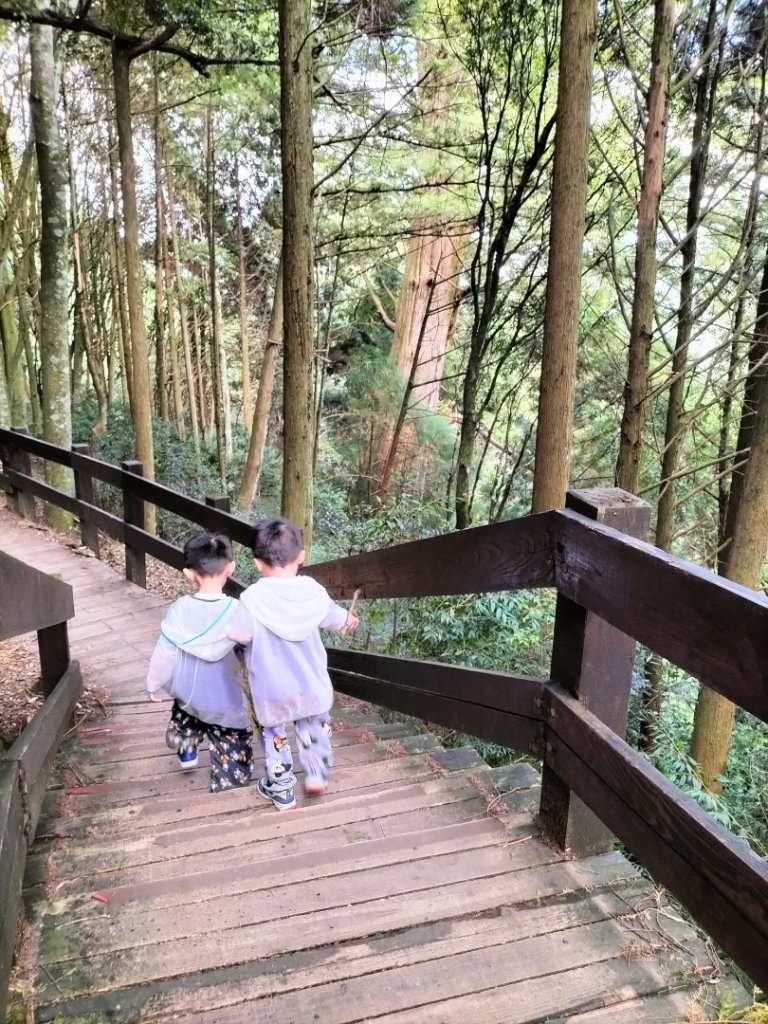 檜山巨木群步道_2250289