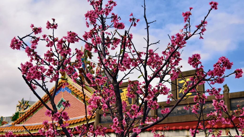 2/20 #天元宮 #墨染櫻(香水櫻)  #楓樹湖 #木蘭花(辛夷)_2716224