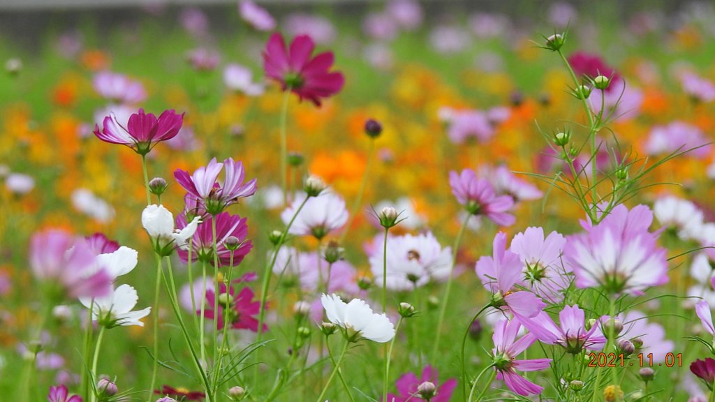 追花是簡單的快樂，賞花是恬淡的幸福。_1500750