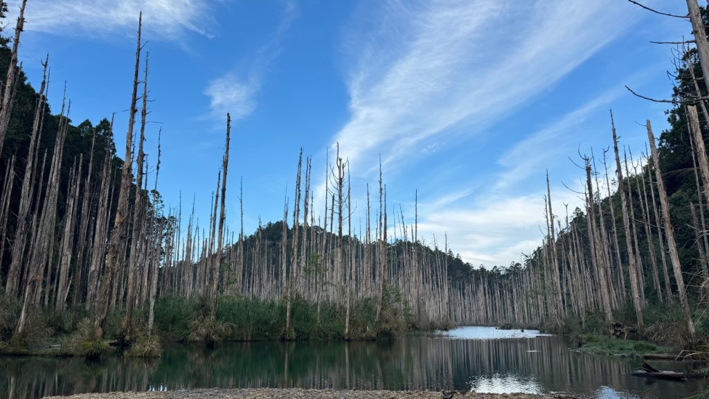 水漾森林+瞑月神木_2768838