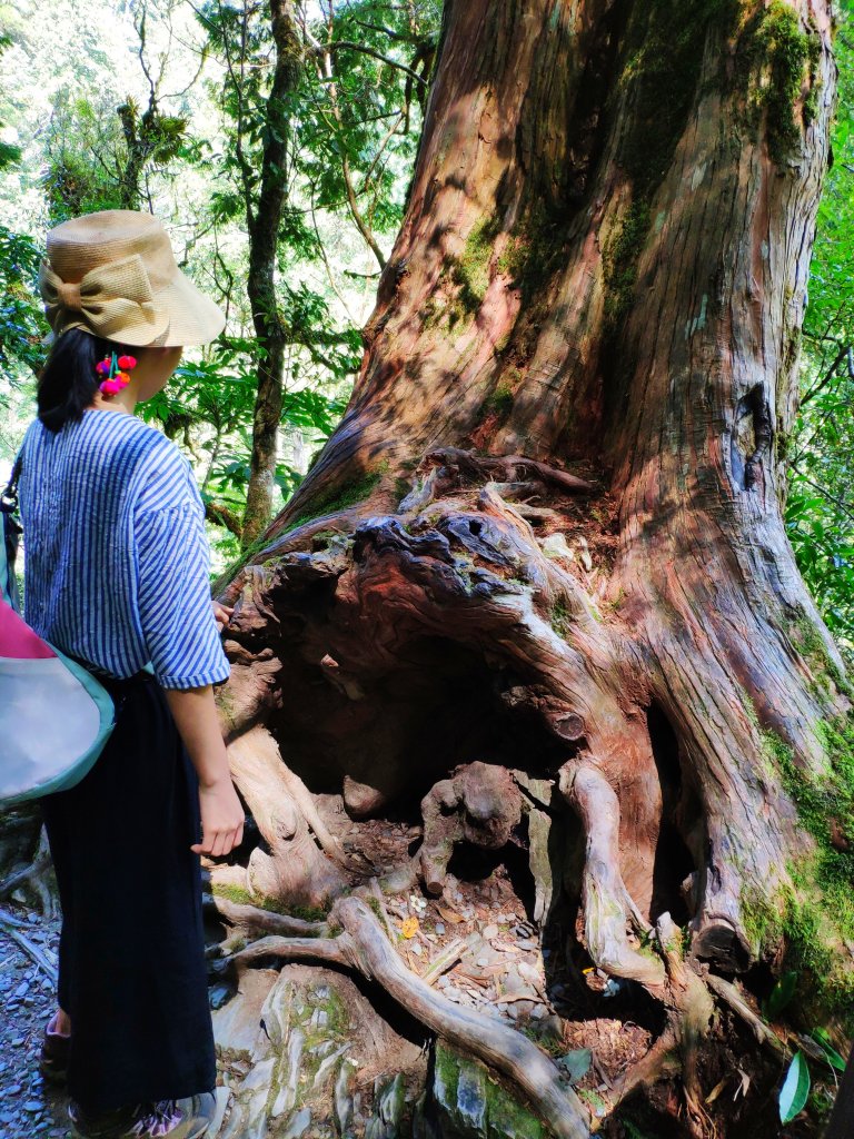 拉拉山神木群饗宴_1149180