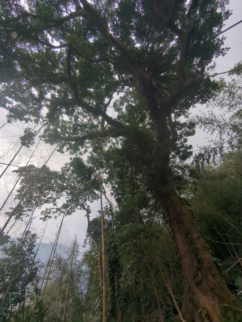 2024.10.12－會讓人迷糊的地方：迷糊步道_2627771