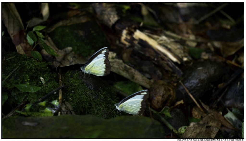 2022.07.09 〖大崎頭步道〗〖內雙溪古道〗【擎天崗】〖瑪礁古道〗【新圳頭山】〖大崎頭步道〗_1775212