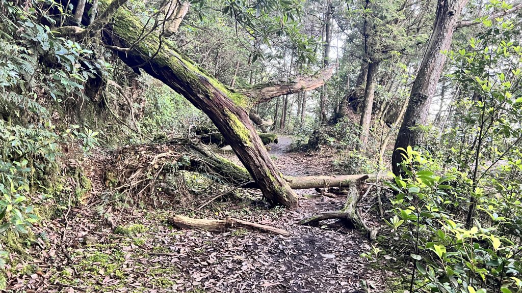 西巒大山 雙龍林道路線探索_2193462