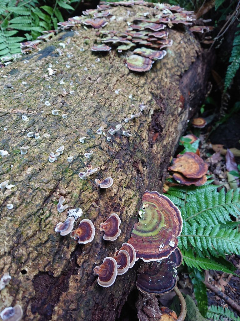 水田林道上貴妃山-鞍部石猴-那結山O型走_1307498