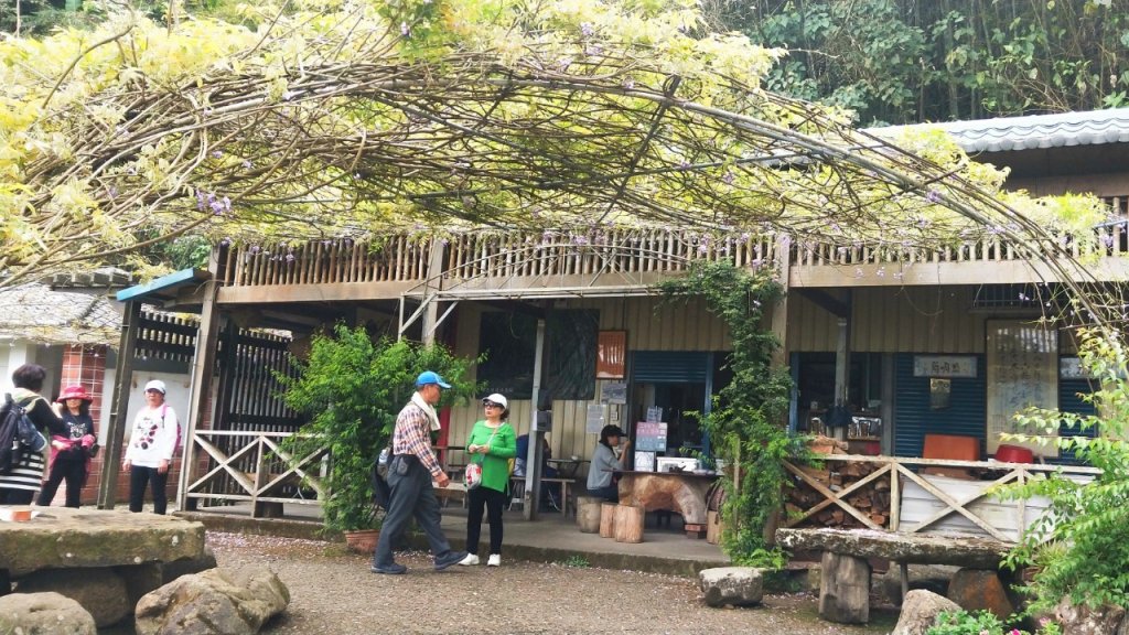 瑞里綠色隧道 賞紫藤夏季 賞野薑花_890189