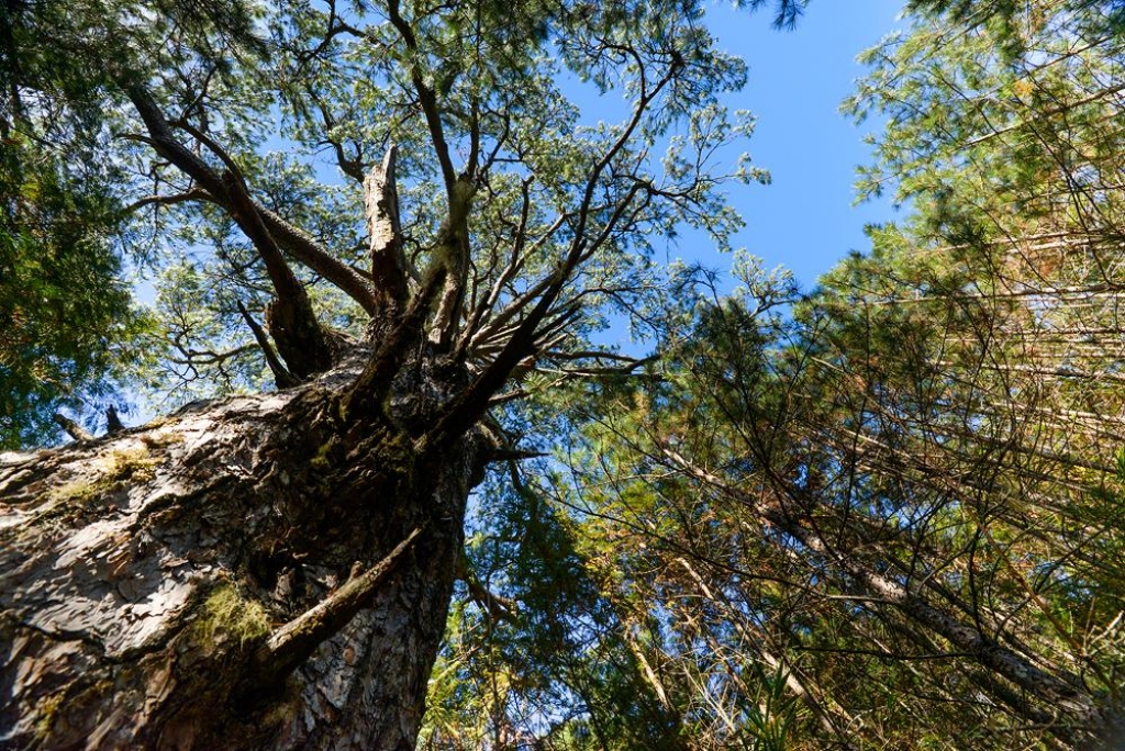 天巒池 plus 武法奈尾山_11269