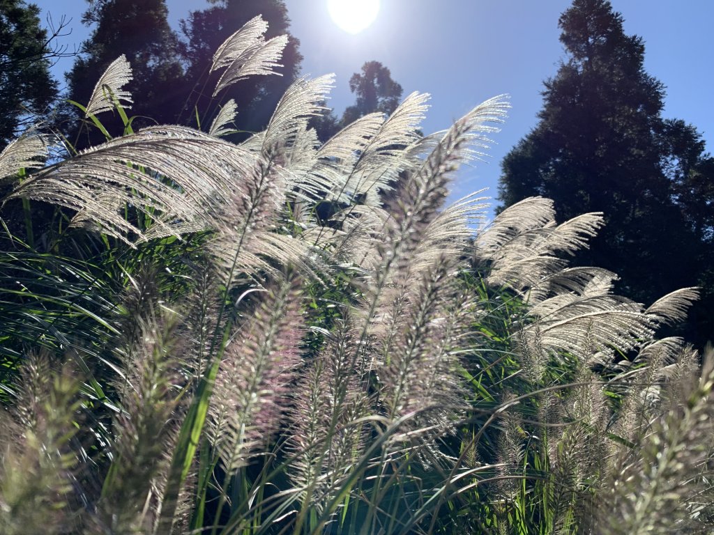 小觀音山尋芒去封面圖