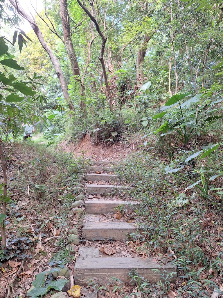 桃源里森林步道+龍鳳谷步道+坑子內山20250906_2880241