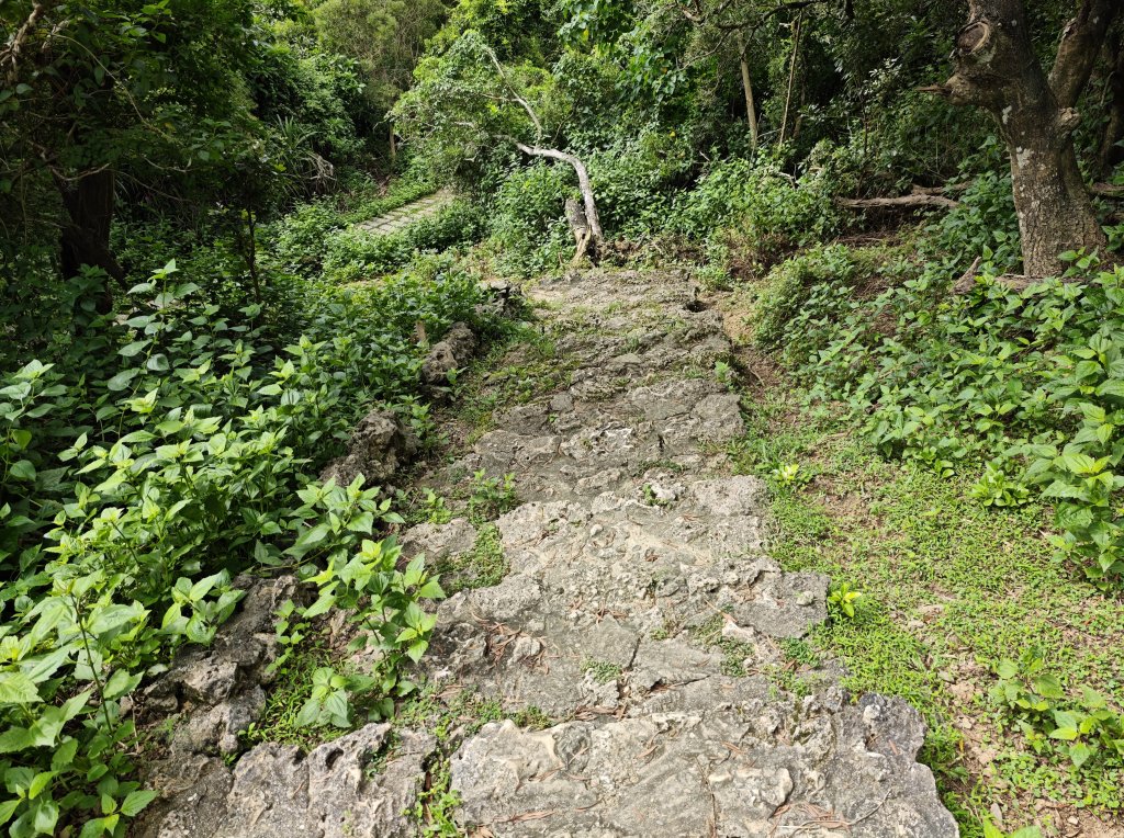 [百山百鳥尋旅-02/15] 2025_0809 社頂自然公園步道_2857028