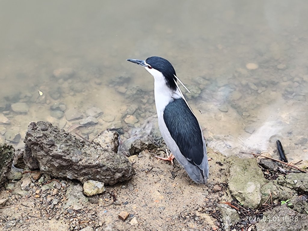 【臺北大縱走 4】大湖公園→大溝溪生態治水園區→圓覺瀑布→峯碧山圓覺寺→碧山巖→白石湖吊橋→碧湖公園_3008915