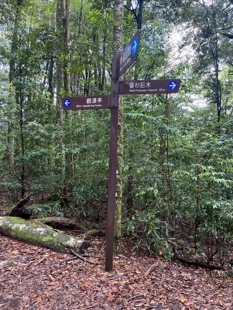 新竹 五峰 觀霧國家森林遊樂區 觀霧瀑布步道+賞鳥步道_2811426