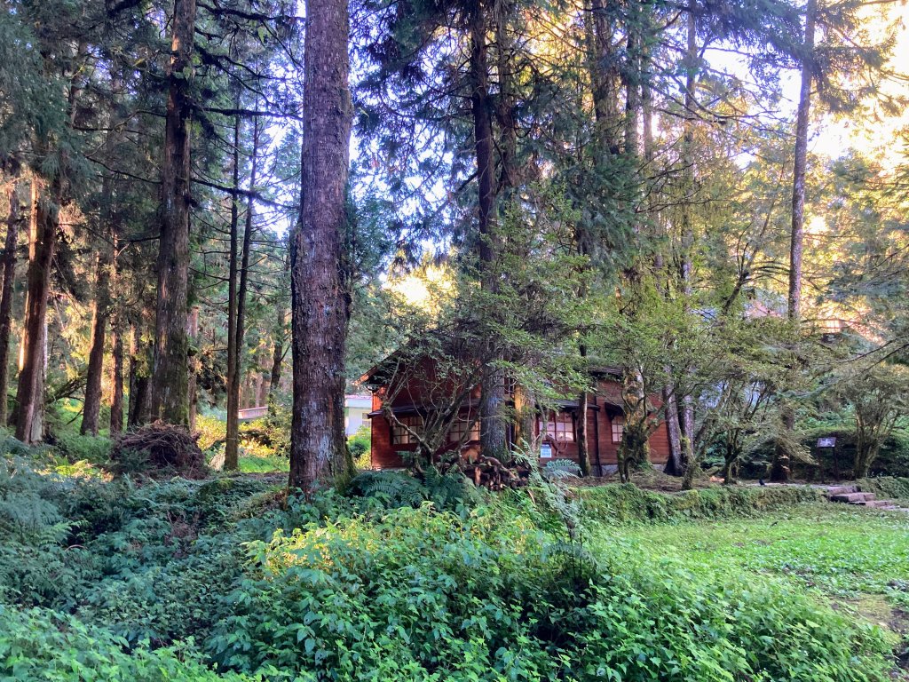 祝山觀日步道(小笠原山)_2649693