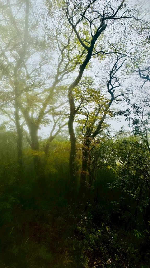 卡保石壁一葉蘭（耘夢谷上逐鹿山下O走）_2809556
