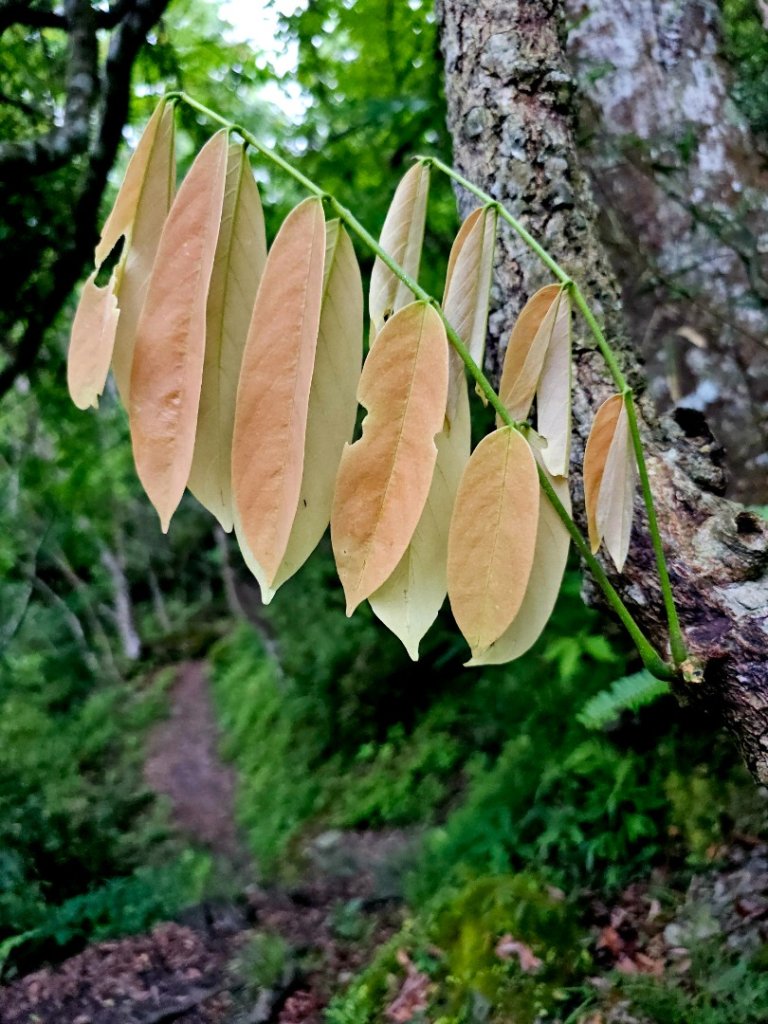 瓦拉米步道(登山口至佳心段)-(花蓮)臺灣百大必訪步道_2789433