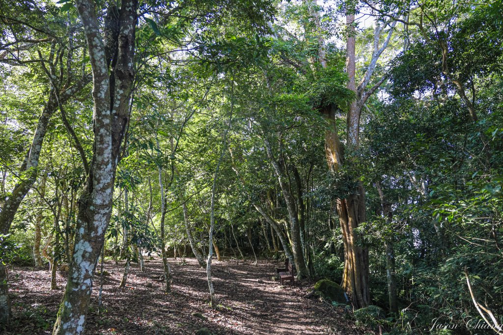 [苗栗]馬那邦山_2355135