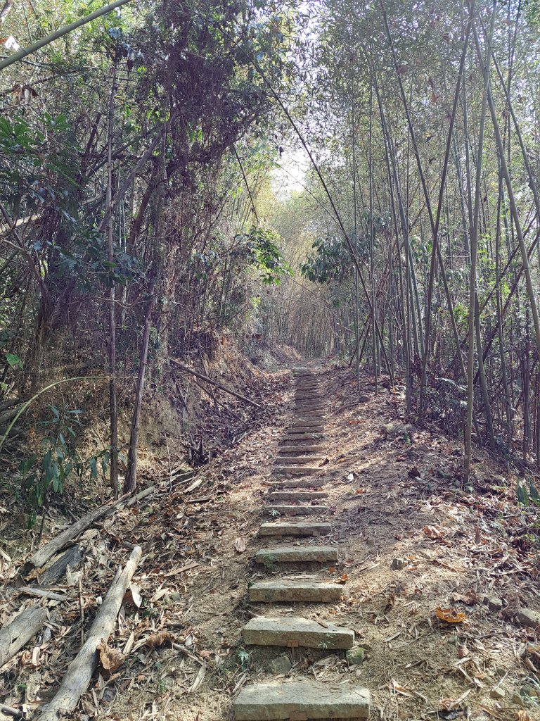竹山八通關古道社寮段+陳東坑山+溪洲大山ｄ型走20230219_2037415