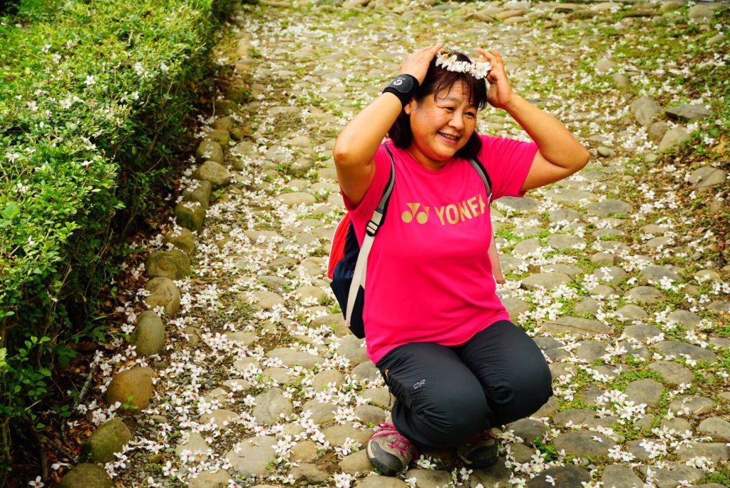 古坑荷苞山步道賞桐花_917344