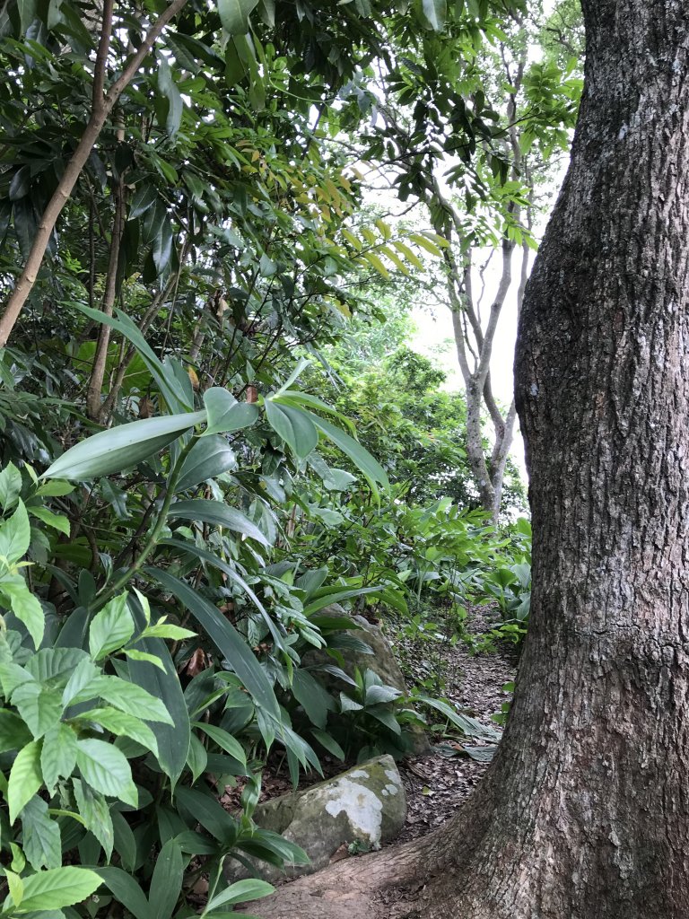 109年6月21日烏山紫竹寺-刣牛湖山_1007507