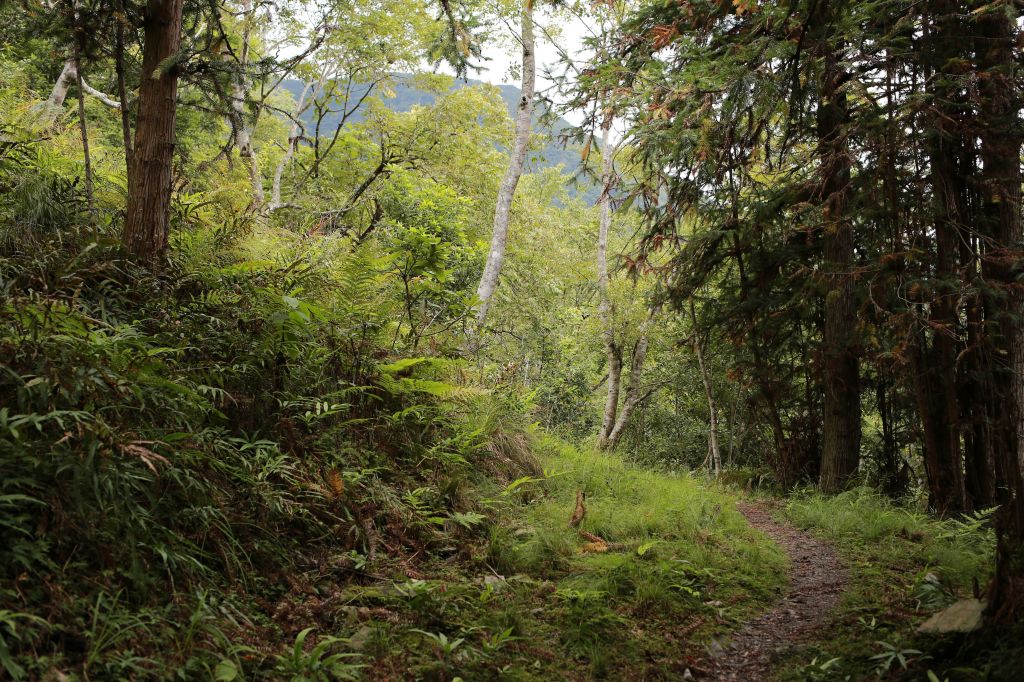 瓦拉米：登山口至山屋_178738