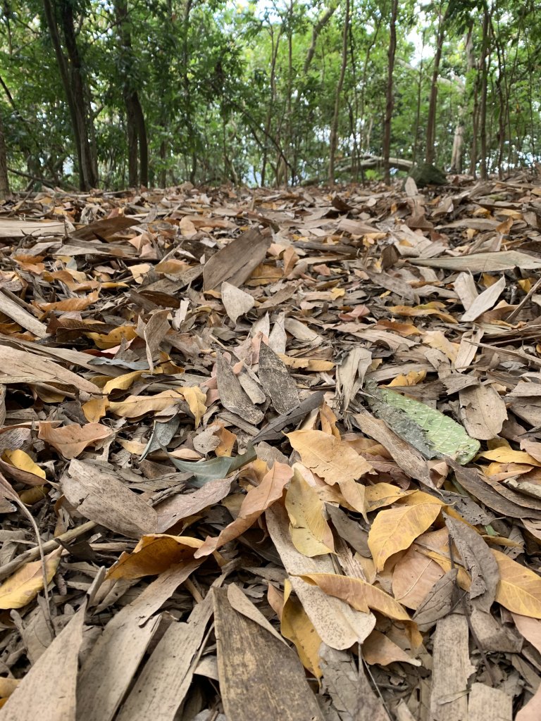 20260117台南阿拉溪斜瀑群縱走糖子恩山-水山頂山_2985168