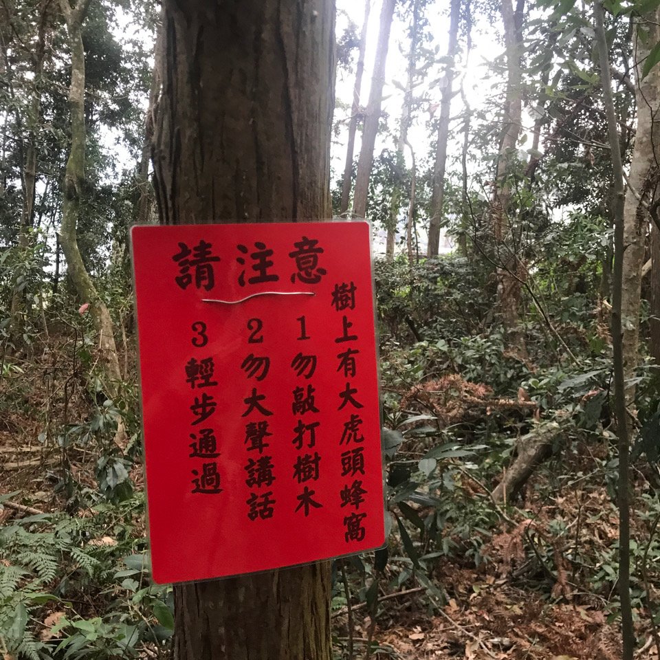 谷關七雄 馬崙山（老二）2023.03.04_2051364