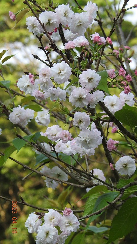 石碇十三股山/小格頭日出雲海+賞 #西施花 #松月櫻 孤挺花&桐花_2119033