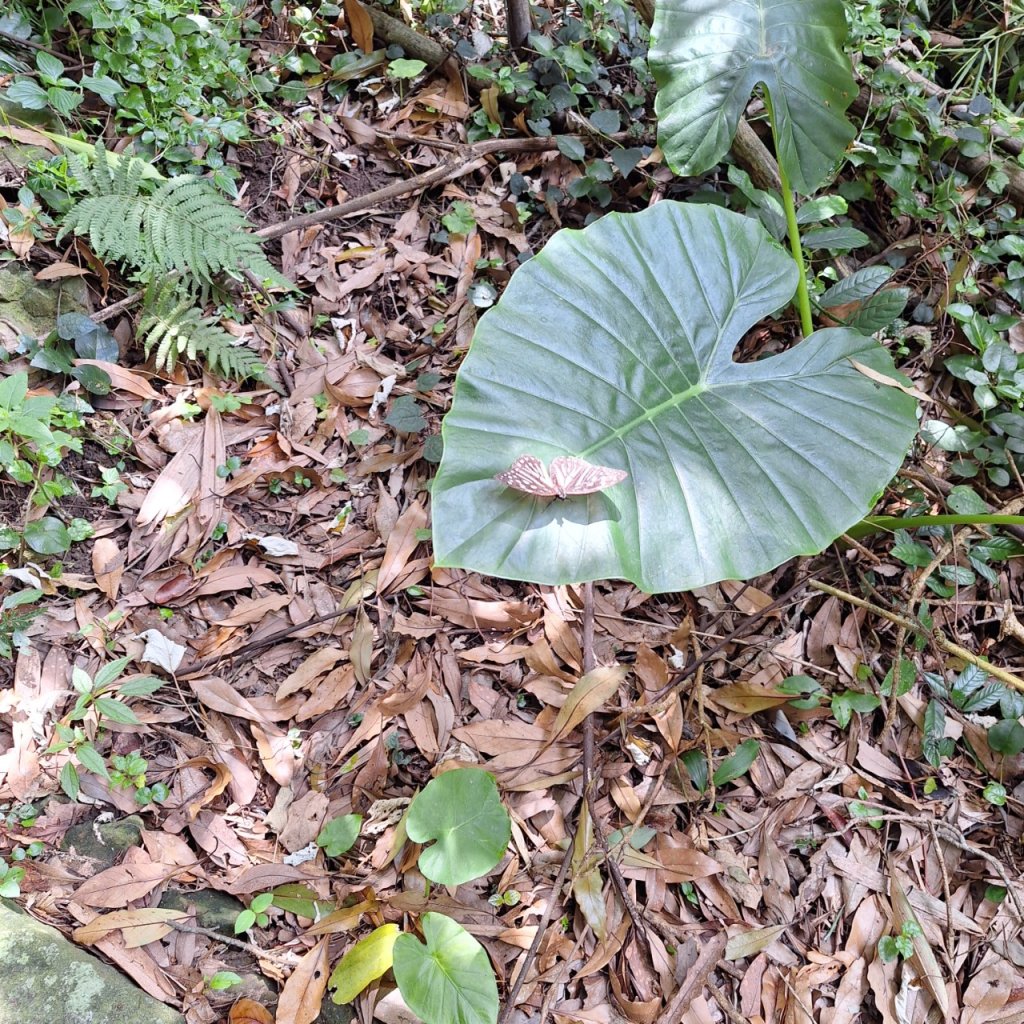 【2024觀音觀鷹尋寶任務】一日走完七條步道完成!_2508366