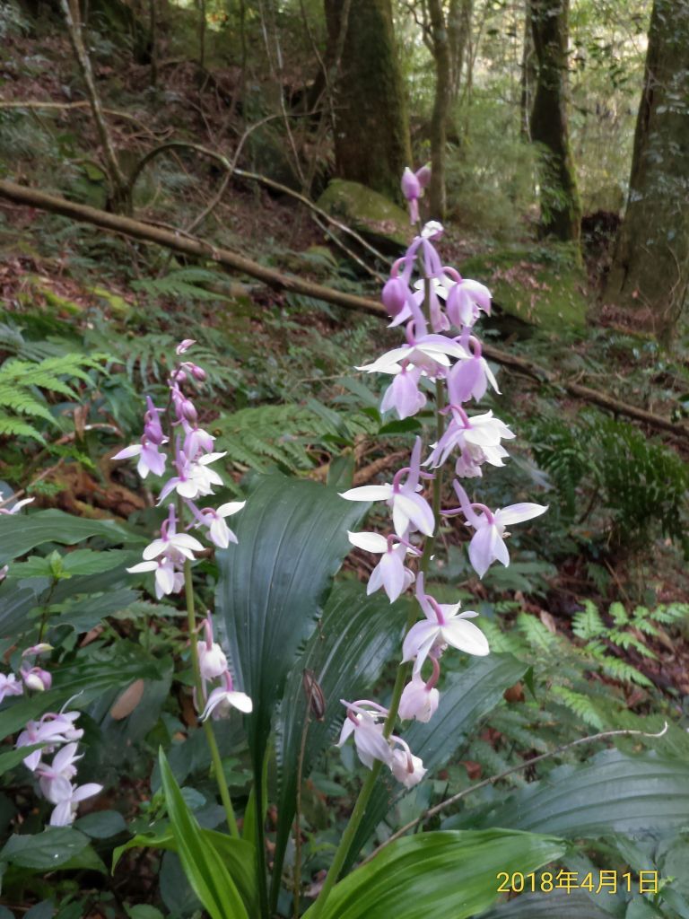 加里山2018/04/08_306192