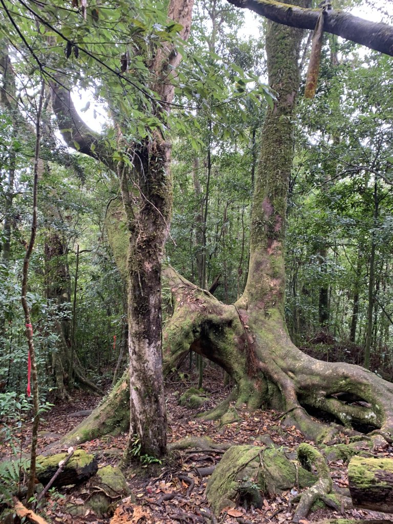 20251220嘉義凸龜山-芙蓉山-天福山_2973810