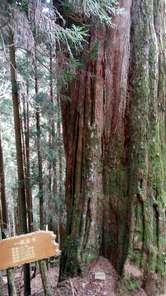 檜山巨木森林步道 2017.01.07_116059