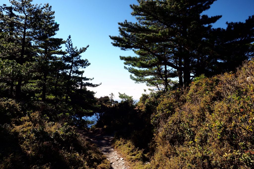 天使之淚早春_285589