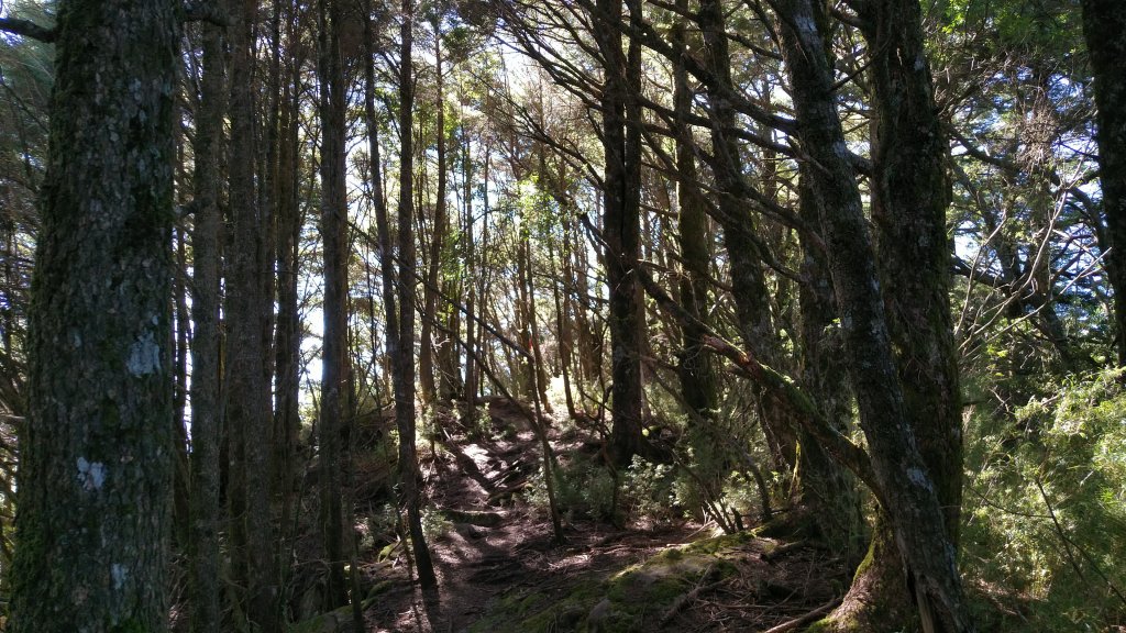 嘉義 阿里山 鹿林山、鹿林前山、真鹿林山、石水山_1487528