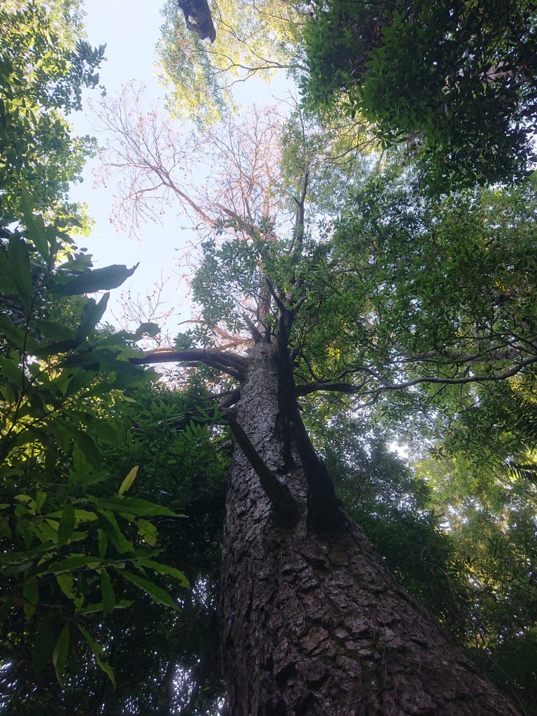 唐麻丹山_2790153