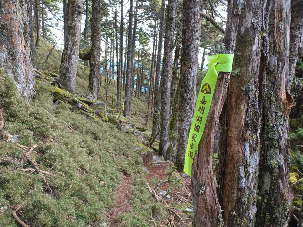 20220625台東海端向陽山、向陽山北峰、三叉山、嘉明湖_1745659