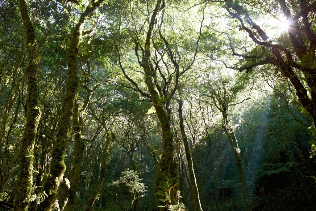 谷關七雄：八仙山_468290