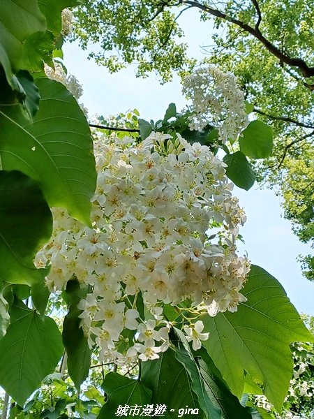 【台中外埔】高鐵觀景台、綠樹成蔭下賞桐花。 外埔水流東桐花步道_2136867