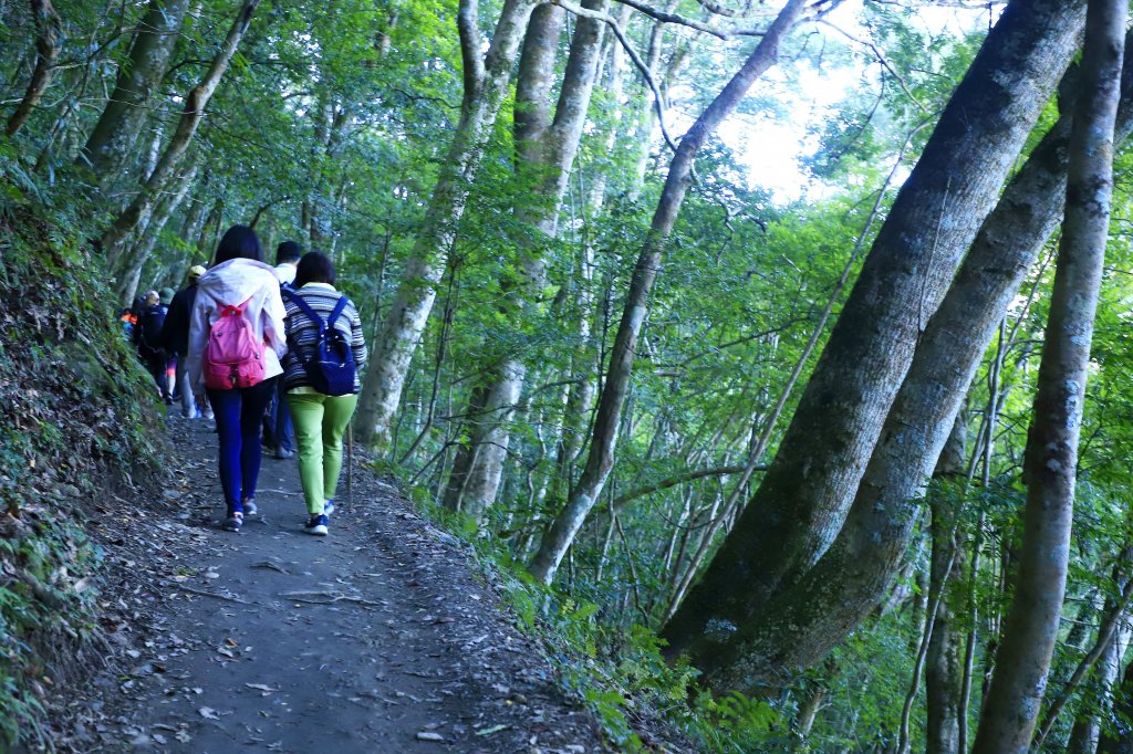 司馬庫斯順遊秀巒吊橋與青蛙石天空步道_463264