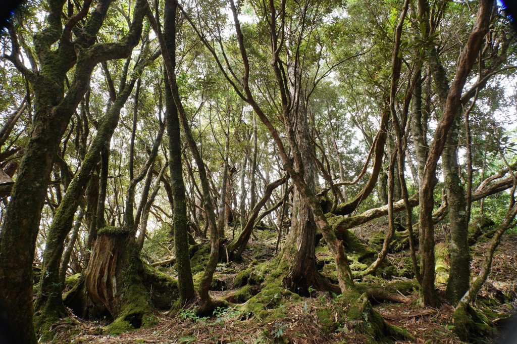 桃園 復興 把家灣山、低陸山_2865394