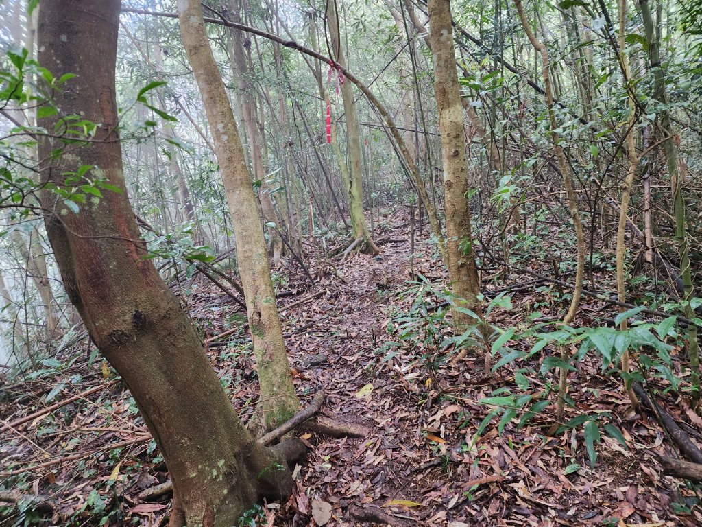 20230409那羅山、煤源山、大混山、道下山O型_2141974