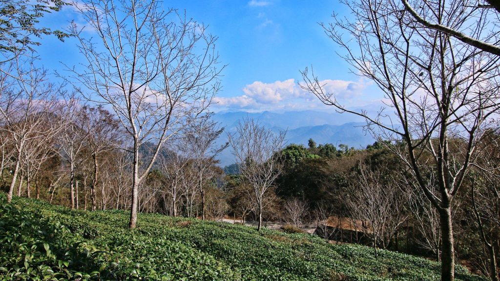 梅峰古道x伍龍步道x獵鷹尖一線天步道_235663