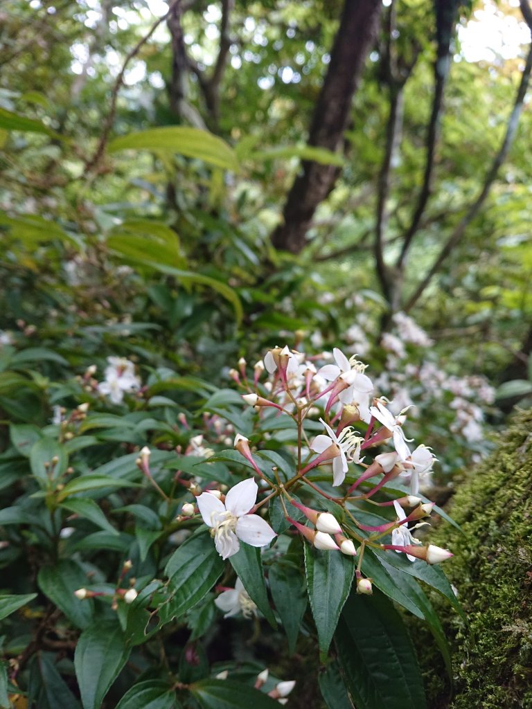 東眼山-拉卡山O型_950462