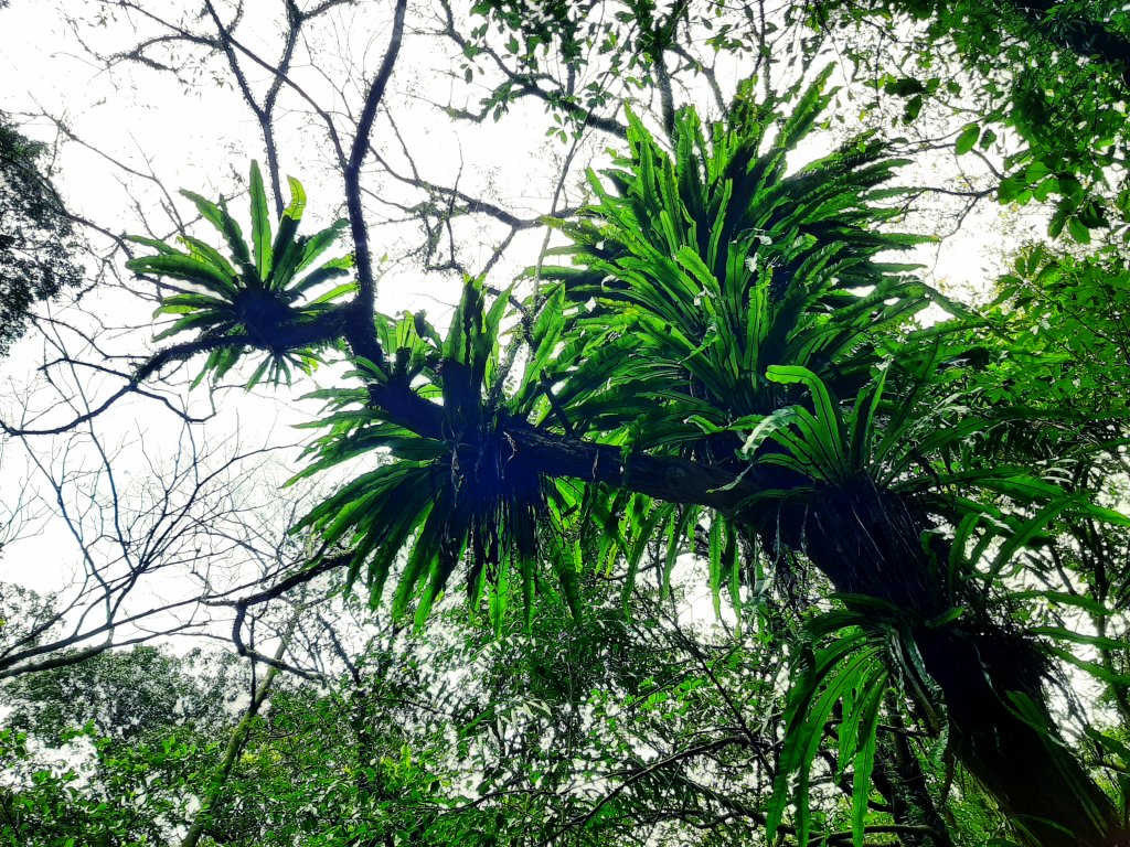 陽明山神秘綠境 • 鹿角坑保護區_2038574