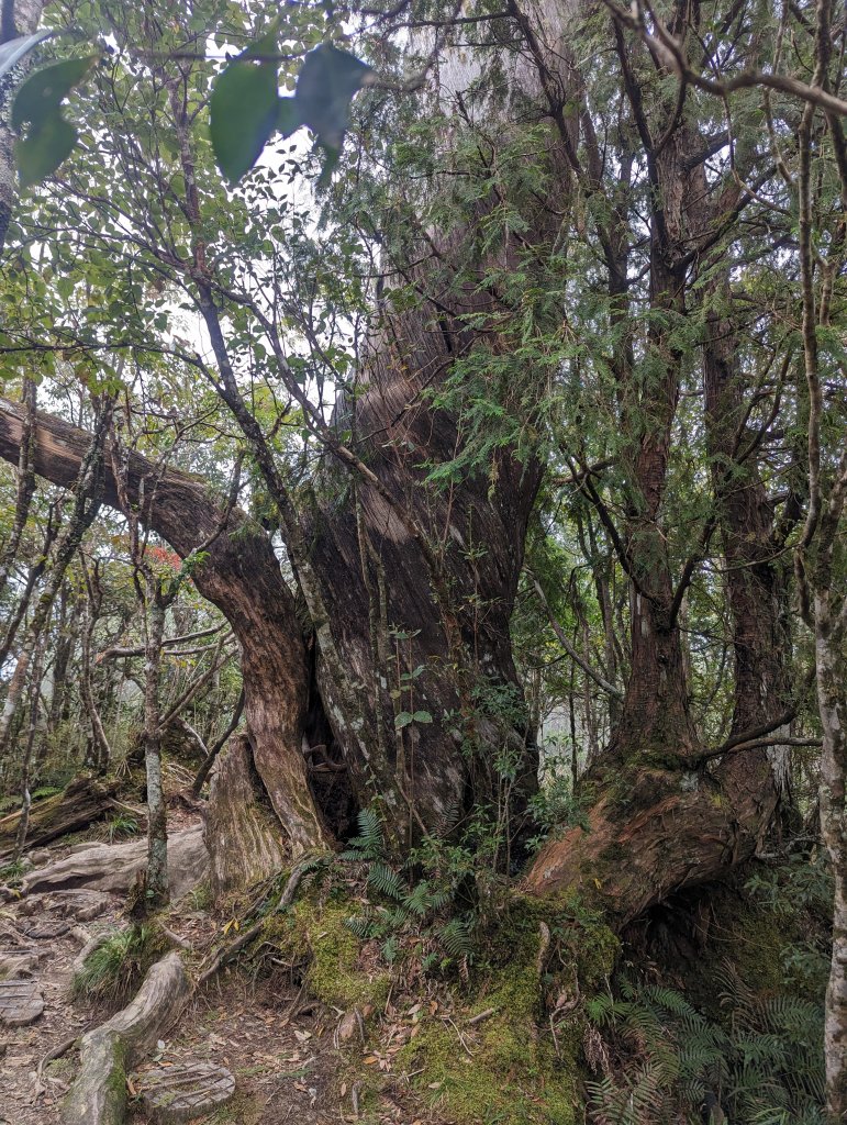 翠峰湖環湖。東口遇見黃喉貂_2284329