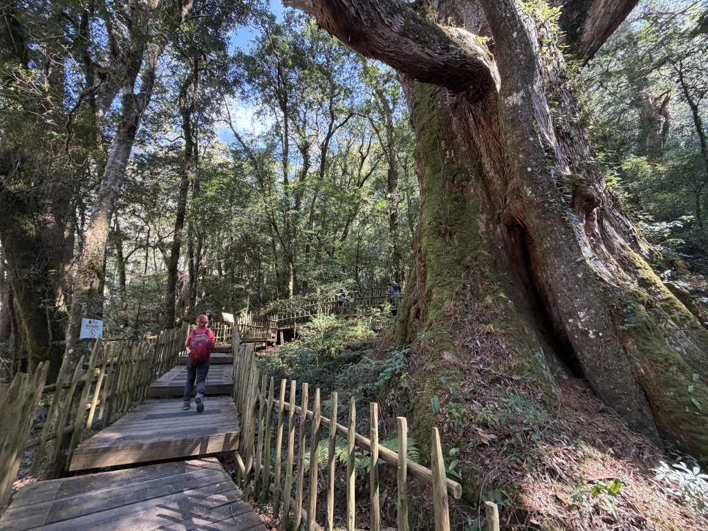 司馬庫斯巨木步道+櫻花祭20260219_3009443